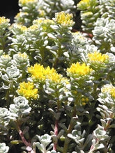 Load image into Gallery viewer, Sedum spathulifolium &#39;Cape Blanco&#39; (Stonecrop)

