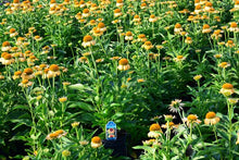 Load image into Gallery viewer, Big Sky™ Coneflower (Echinacea x purpurea &#39;Harvest Moon&#39;), orange flowers
