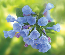 Load image into Gallery viewer, Virginia Blue Bells (Mertensia virginica)
