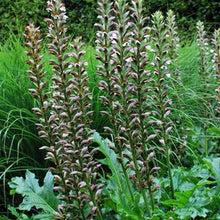 Load image into Gallery viewer, Bear&#39;s Breeches (Acanthus x mollis &#39;Morning Candle&#39;)
