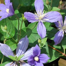 Load image into Gallery viewer, Clematis hybrid &#39;Arabella&#39; (Hybrid Clematis), purple flowers
