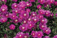 Load image into Gallery viewer, Trailing Hardy Ice Plant (Delosperma cooperi)
