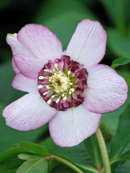 Helleborus x hybridus Winter Jewels® 'Cherry Blossom' (Lenten Rose
