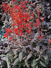 Load image into Gallery viewer, Cardinal Flower (Lobelia cardinalis &#39;Black Truffle&#39;)
