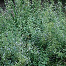 Load image into Gallery viewer, Calamintha nepeta &#39;Blue Cloud&#39; (Calamint)
