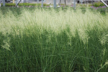 Load image into Gallery viewer, Muhly Grass (Muhlenbergia capillaris &#39;White Cloud&#39;)
