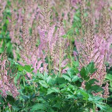Load image into Gallery viewer, Astilbe chinensis &#39;Vision in Pink&#39; (False Spirea) perennial, pink flowers
