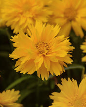 Load image into Gallery viewer, Coreopsis g. &#39;Double the Sun&#39; (Tickseed), yellow flowers
