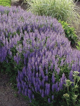 Load image into Gallery viewer, Salvia nemorosa &#39;Blue Hill&#39; (Sage)
