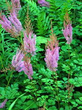 Load image into Gallery viewer, Astilbe taquetii &#39;Purple Candles&#39; (False Spirea), purple flowers
