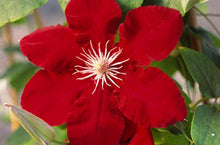 Load image into Gallery viewer, Clematis hybrid &#39;Rebecca&#39;™ (Hybrid Clematis), red flower
