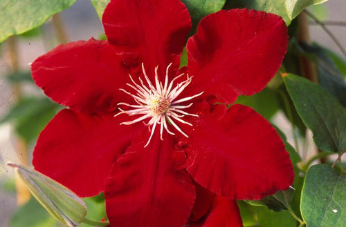 Clematis hybrid 'Rebecca'™ (Hybrid Clematis), red flower