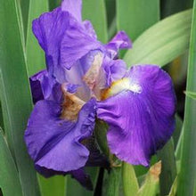Load image into Gallery viewer, Iris germanica &#39;Feedback&#39; (Tall Bearded Iris)
