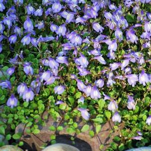 Mazus Reptans – Plante Couvre-Sol Bleue Pour Bassin Et Jardin - Pot ⌀9cm