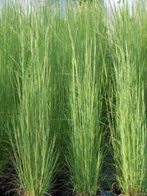 Load image into Gallery viewer, Broom Sedge (Andropogon virginicus), green grass
