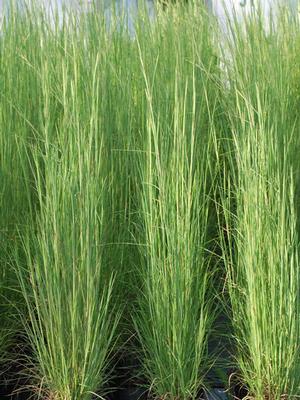 Broom Sedge (Andropogon virginicus), green grass