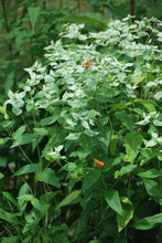 Load image into Gallery viewer, Clustered Mountainmint (Pycnanthemum muticum)
