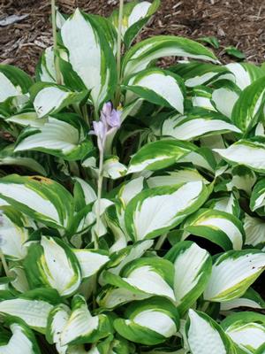 Hosta x 'Fire and Ice' (Plantain Lily)