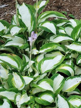 Load image into Gallery viewer, Hosta x &#39;Fire and Ice&#39; (Plantain Lily)
