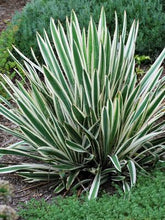 Load image into Gallery viewer, Yucca filamentosa &#39;Ivory Towers&#39; (Vareigated Adam&#39;s Needle)
