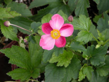 Load image into Gallery viewer, Anemone x hybrida &#39;September Charm&#39; (Windflower) perennial
