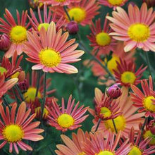 Load image into Gallery viewer, Chrysanthemum x &#39;Campfire Glow&#39; (Chrysanthemum)s
