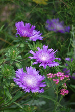 Load image into Gallery viewer, Stokesia laevis &#39;Blue Danube&#39; (Stokes Aster)
