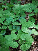 Load image into Gallery viewer, Wild Ginger (Asarum canadense)
