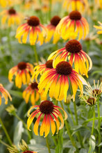 Load image into Gallery viewer, Echinacea x &#39;Fiery Meadow Mama&#39; (Coneflower), yellow flowers
