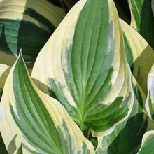 Load image into Gallery viewer, Hosta x &#39;Wide Brim&#39; (Plantain Lily)
