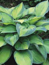 Load image into Gallery viewer, Hosta x &#39;June&#39; (Plantain Lily)
