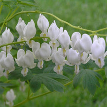 Load image into Gallery viewer, Dicentra spectabilis &#39;Alba&#39; (Old Fashioned Bleeding Heart)
