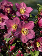 Load image into Gallery viewer, Helleborus HGC® Ice N&#39; Roses® Red (Helleborus Gold Collection® Lenten Rose)

