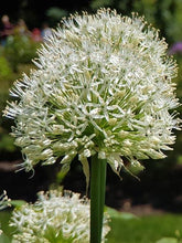 Load image into Gallery viewer, Allium &#39;White Giant&#39; (Ornamental Onion) perennial
