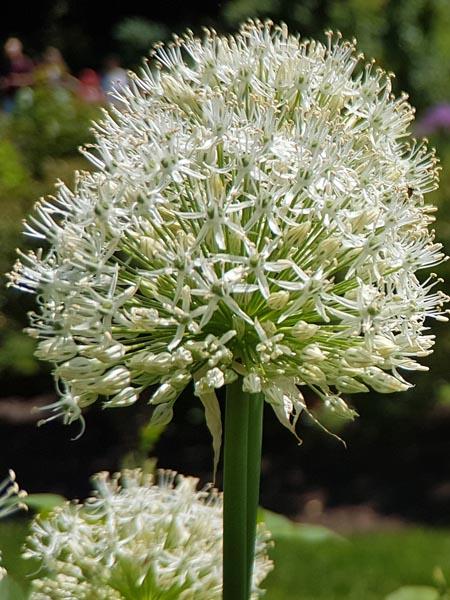 Allium 'White Giant' (Ornamental Onion) perennial
