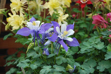 Load image into Gallery viewer, Aquilegia Kirigami™Deep Blue &amp; White (Columbine) perennial, purple flowers
