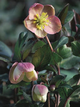 Load image into Gallery viewer, Helleborus x ballardiae HGC &#39;Pink Frost&#39; (Helleborus Gold Collection® Lenten Rose)
