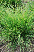 Load image into Gallery viewer, Autumn Moor Grass (Seslaria autumnalis), green grass

