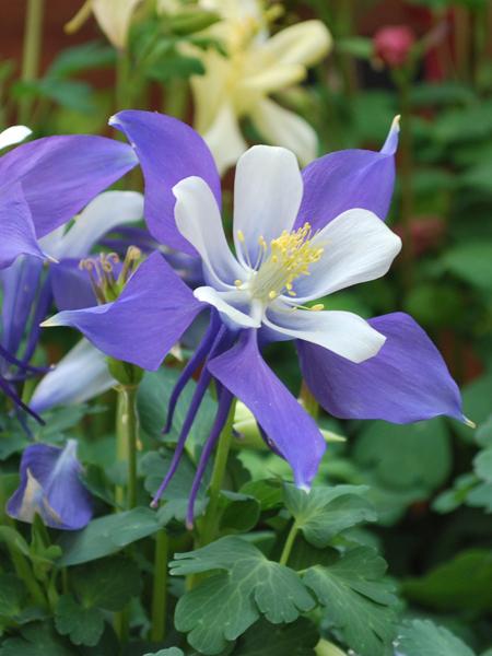 Aquilegia Kirigami™Deep Blue & White (Columbine) perennial, purple flowers