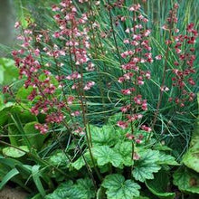 Load image into Gallery viewer, Heuchera x villosa &#39;Berry Timeless&#39; (Coral Bells)
