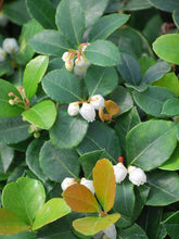 Load image into Gallery viewer, Gaultheria p. &#39;Peppermint Pearl&#39; (Wintergreen)
