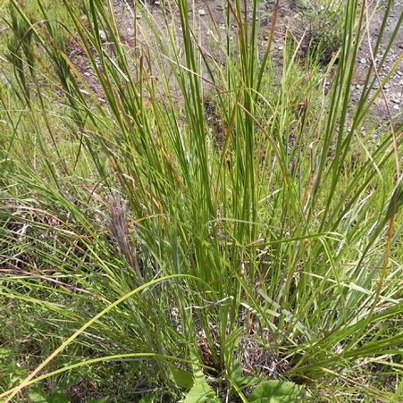 Wool grass (Scirpus cyperinus)