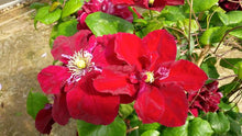 Load image into Gallery viewer, Clematis Charmaine ™Regal® (Clematis Hybrid), red flowers
