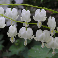 Load image into Gallery viewer, Dicentra spectabilis &#39;Alba&#39; (Old Fashioned Bleeding Heart)

