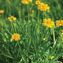 Load image into Gallery viewer, Coreopsis grandiflora &#39;Sun Up&#39; (Tickseed), yellow flowers
