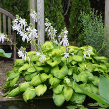 Load image into Gallery viewer, Hosta x &#39;Guacamole&#39; (Plantain Lily)
