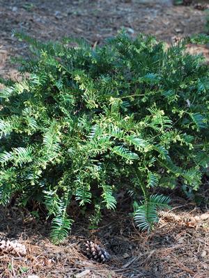 Japanese Plum Yew (Cephalotaxus harringtonia 'var. drupacea')