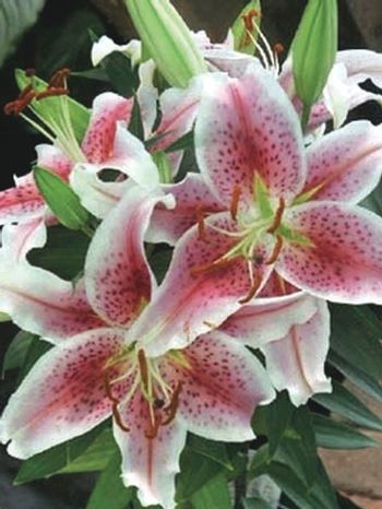 Lilium (Oriental) 'Stargazer' (Oriental Hardy Lily)