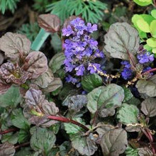 Load image into Gallery viewer, Ajuga reptans &#39;Bronze Beauty&#39; (Bugle Weed) perennial
