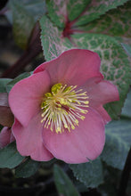 Load image into Gallery viewer, Helleborus x Frostkiss® Penny&#39;s Pink (Lenten Rose)
